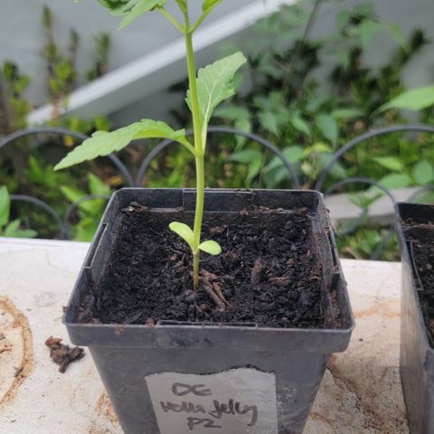 010: "OG Hella Jelly #2" growlog timeline photo