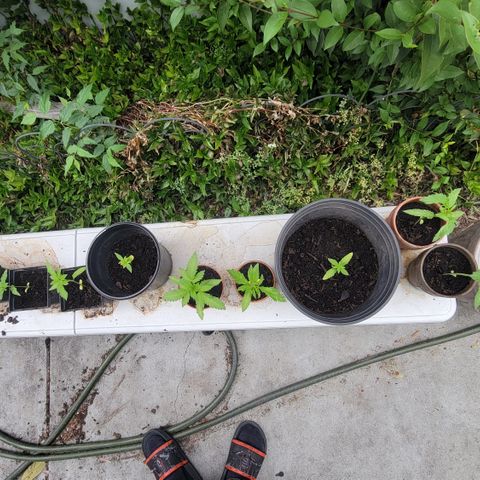 005: "Azul" growlog timeline photo