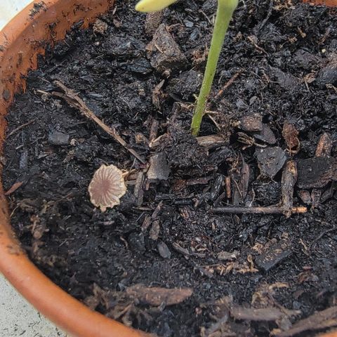 004: "Mike #1 (Left Seed)" growlog photo: Mushroom growing. Pulled out