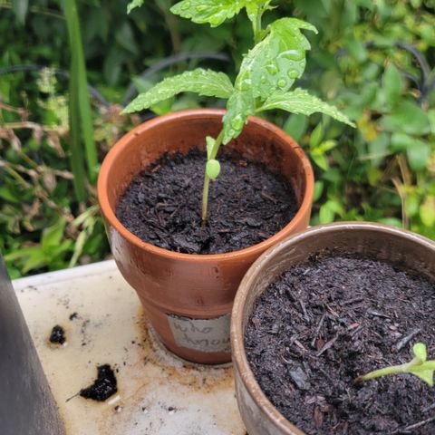 001: "Who Knows" growlog timeline photo