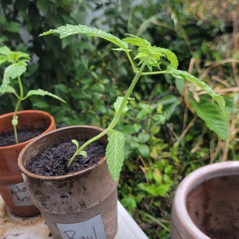 002: "Raul" growlog timeline photo