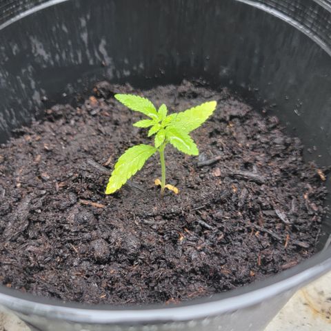 003: "Mike #2 (Right seed)  growlog timeline photo