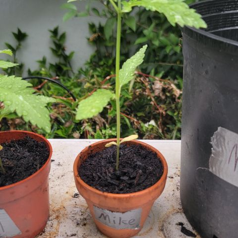 004: "Mike #1 (Left Seed)" growlog timeline photo