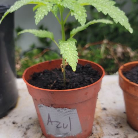 005: "Azul" growlog timeline photo