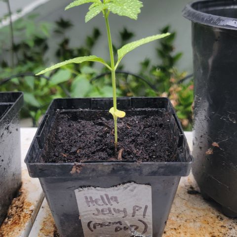 007: "Hella Jelly P5 #1" or AZUL?? growlog timeline photo