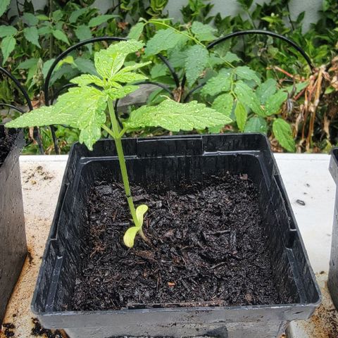 008: "Hella Jelly P5 #2"  growlog timeline photo