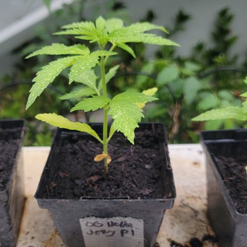 009: "OG Hella Jelly #1" growlog timeline photo