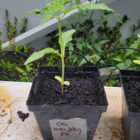 010: "OG Hella Jelly #2" growlog timeline photo