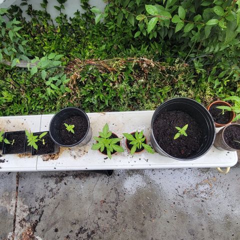 005: "Azul" growlog timeline photo