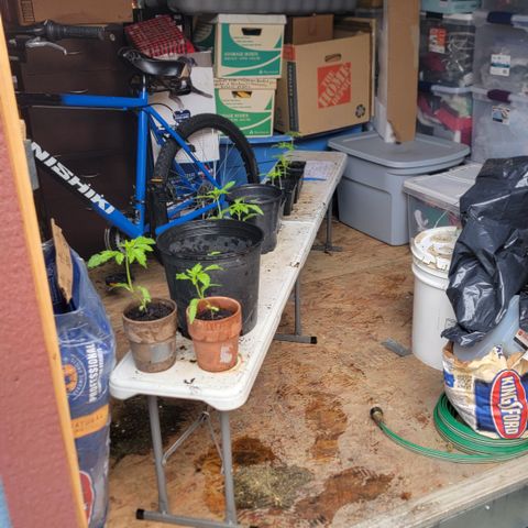 005: "Azul" growlog photo: Plants placed in shed to avoid more rain