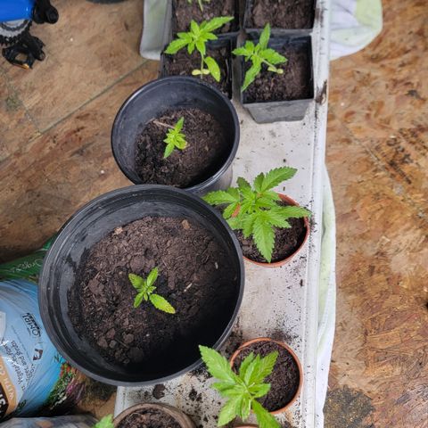 005: "Azul" growlog photo: Added some more dry Soil to pots and angled them in a way to get sunlight from the shed