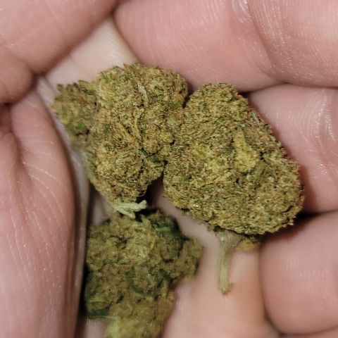 Plant 5: "Hella Jelly" growlog photo: Hand trimmed Hella Jelly