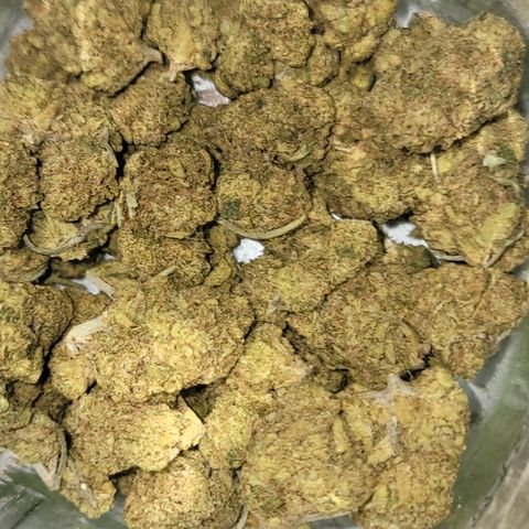 Plant 5: "Hella Jelly" growlog photo: Hand trimmed Hella Jelly