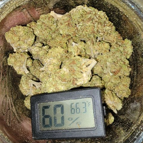 Plant 4: "Christmas Tree" growlog timeline photo
