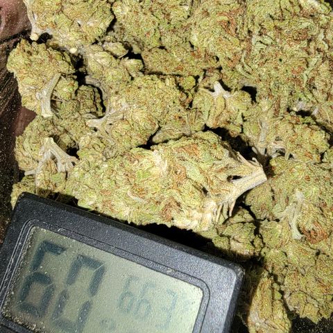 Plant 4: "Christmas Tree" growlog timeline photo