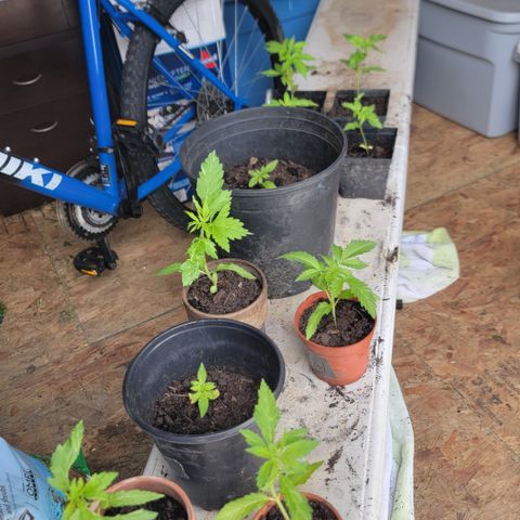 005: "Azul" growlog timeline photo
