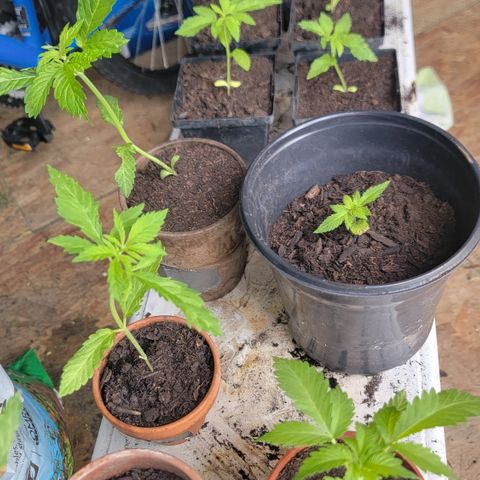 005: "Azul" growlog photo: Topped plants with more soil to keep gnats away