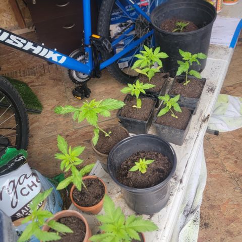 005: "Azul" growlog timeline photo