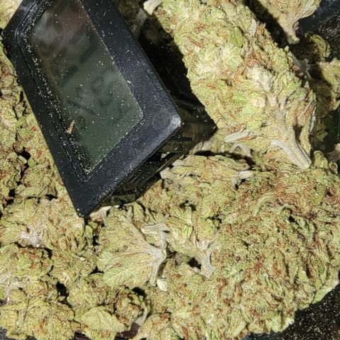 Plant 4: "Christmas Tree" growlog timeline photo