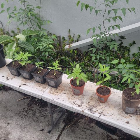005: "Azul" growlog timeline photo