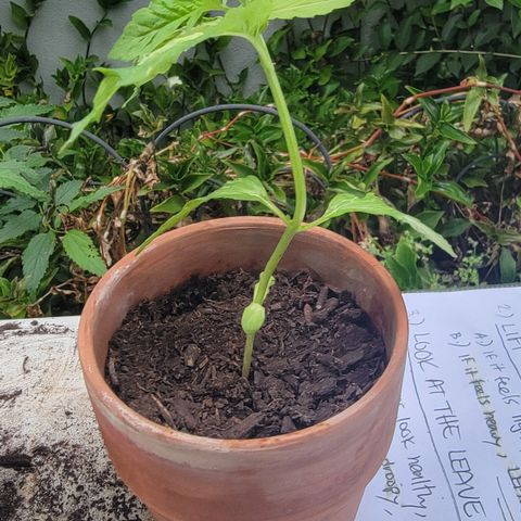 001: "Who Knows" growlog photo: Leaves don't look right