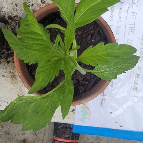 001: "Who Knows" growlog photo: Leaves don't look right