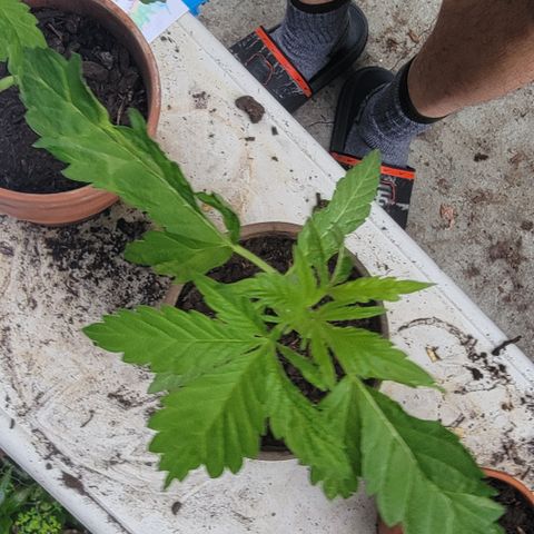 002: "Raul" growlog photo: Leaves don't look right