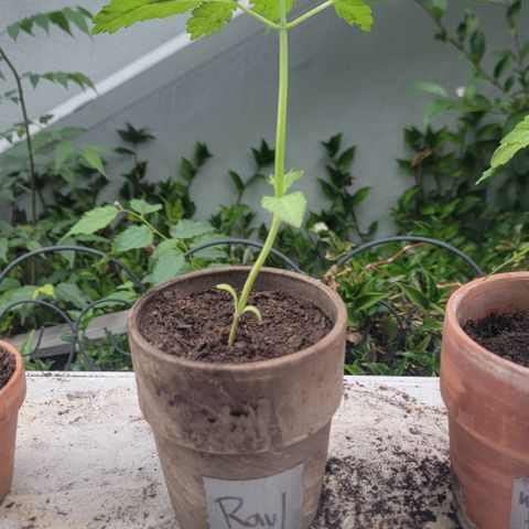 002: "Raul" growlog photo: Leaves don't look right
