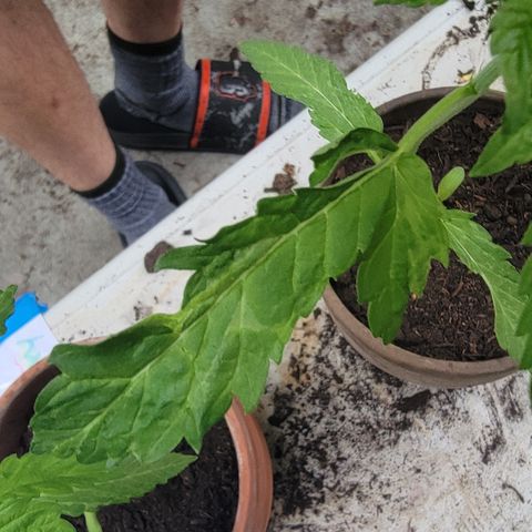 002: "Raul" growlog timeline photo