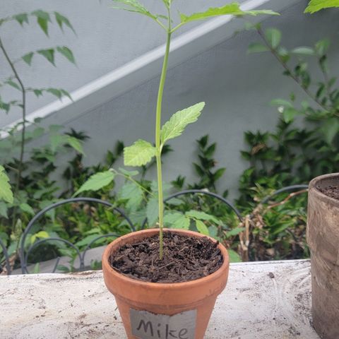 004: "Mike #1 (Left Seed)" growlog timeline photo