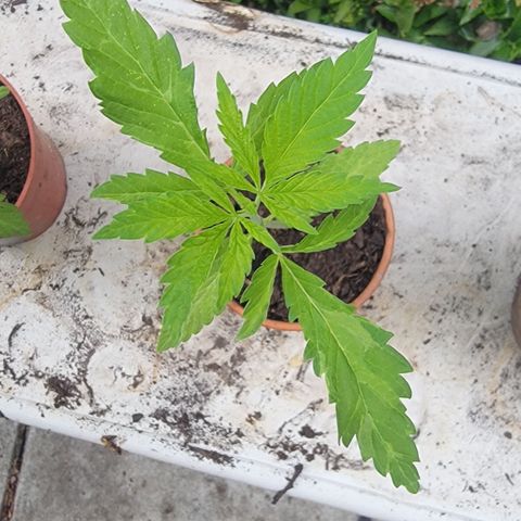004: "Mike #1 (Left Seed)" growlog timeline photo