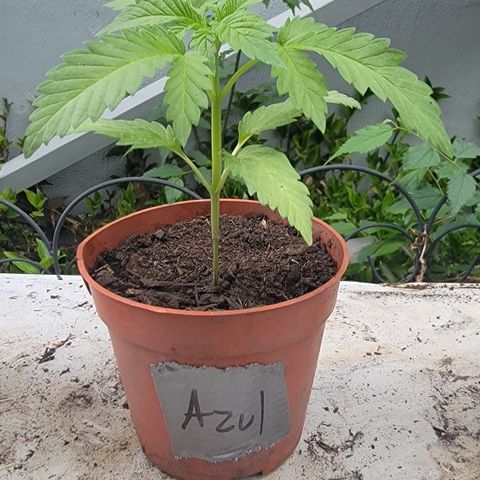 005: "Azul" growlog timeline photo