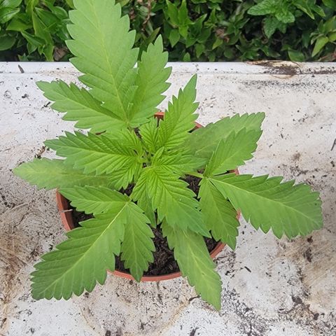 005: "Azul" growlog timeline photo