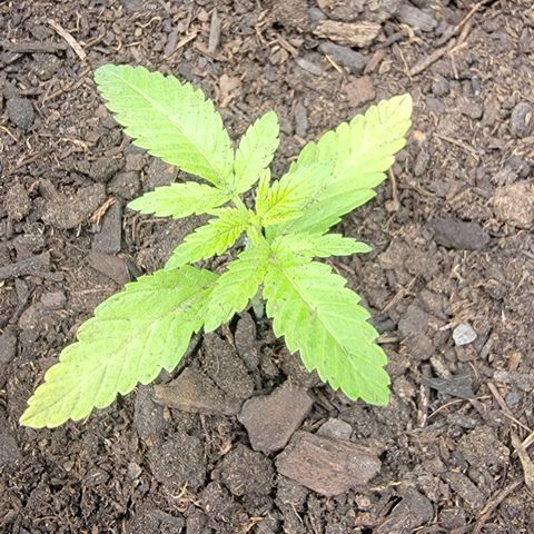 003: "Mike #2 (Right seed)  growlog timeline photo