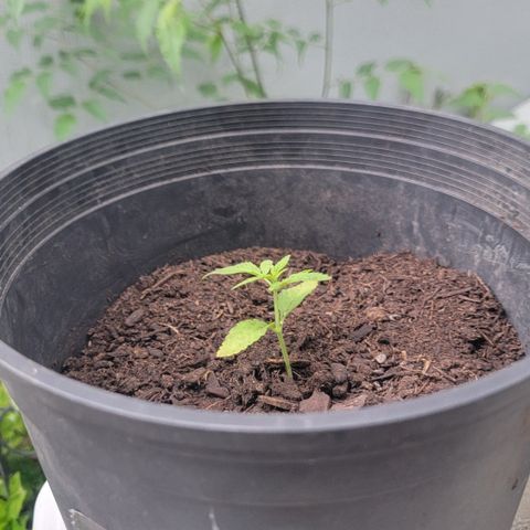 003: "Mike #2 (Right seed)  growlog timeline photo