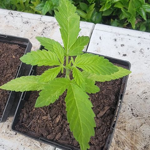 007: "Hella Jelly P5 #1" or AZUL?? growlog timeline photo
