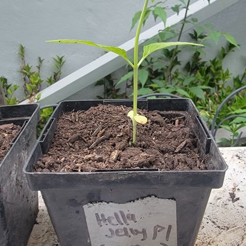 007: "Hella Jelly P5 #1" or AZUL?? growlog timeline photo