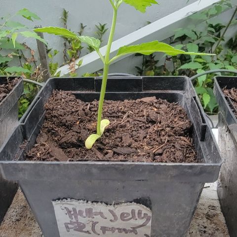 008: "Hella Jelly P5 #2"  growlog photo: Leaves don't look right