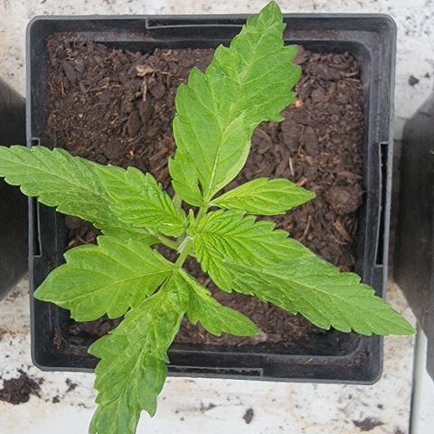 008: "Hella Jelly P5 #2"  growlog photo: Leaves don't look right