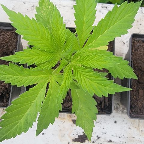 009: "OG Hella Jelly #1" growlog photo: Leaves slightly yellowing