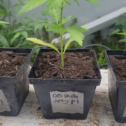 009: "OG Hella Jelly #1" growlog photo: Leaves slightly yellowing