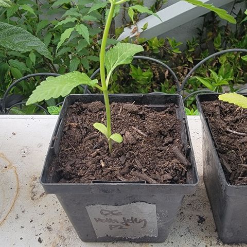 010: "OG Hella Jelly #2" growlog photo: Leaves don't look right