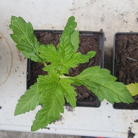 010: "OG Hella Jelly #2" growlog photo: Leaves don't look right