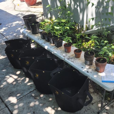005: "Azul" growlog photo: 7 gallon grow bags came in