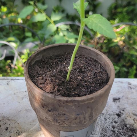 009: "OG Hella Jelly #1" growlog photo: Trimmed bottom baby leaves