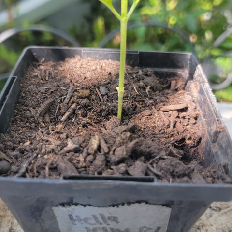 009: "OG Hella Jelly #1" growlog photo: Trimmed bottom baby leaves