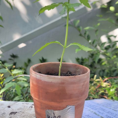 001: "Who Knows" growlog timeline photo