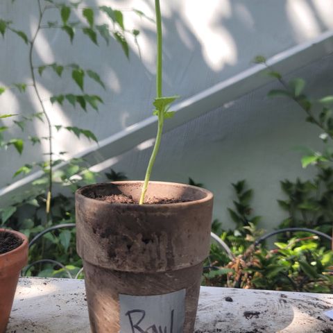 002: "Raul" growlog timeline photo
