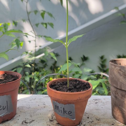 004: "Mike #1 (Left Seed)" growlog timeline photo