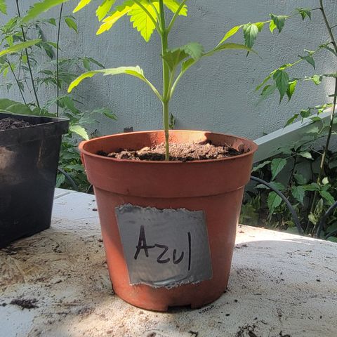 005: "Azul" growlog timeline photo